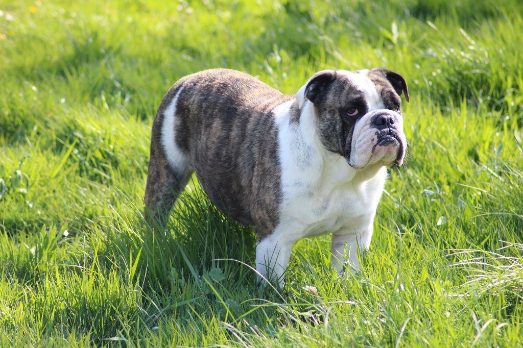 Octavia des Bulls Fourious