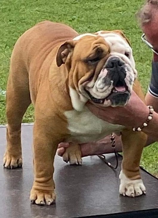 CH. Nation Strong Bull Tiberius the perfect rock