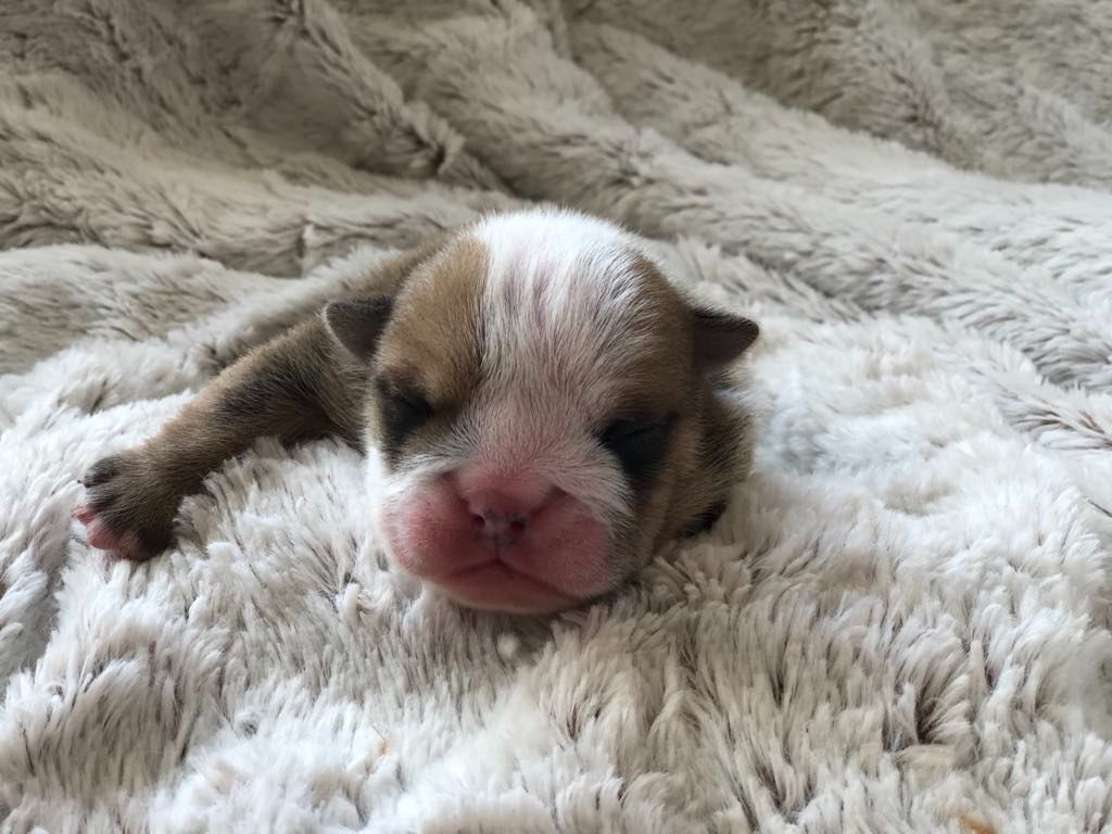 des Bulls Fourious - Chiots disponibles - Bulldog Anglais