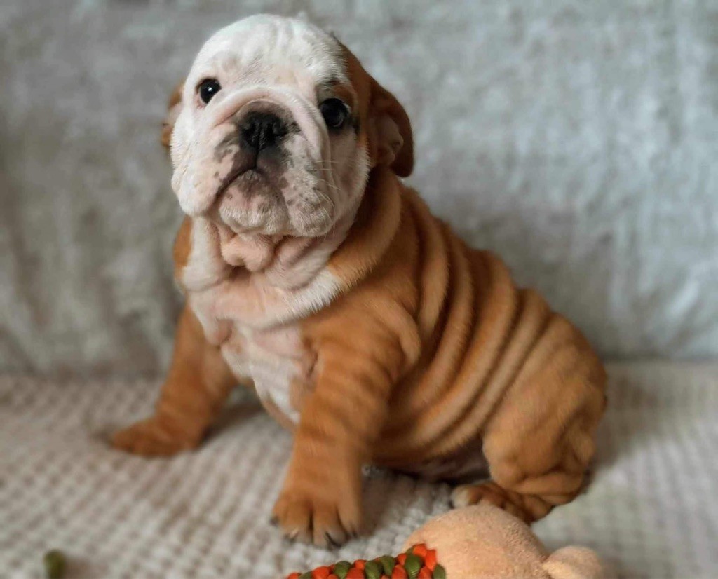 des Bulls Fourious - Bulldog Anglais - Portée née le 13/11/2023