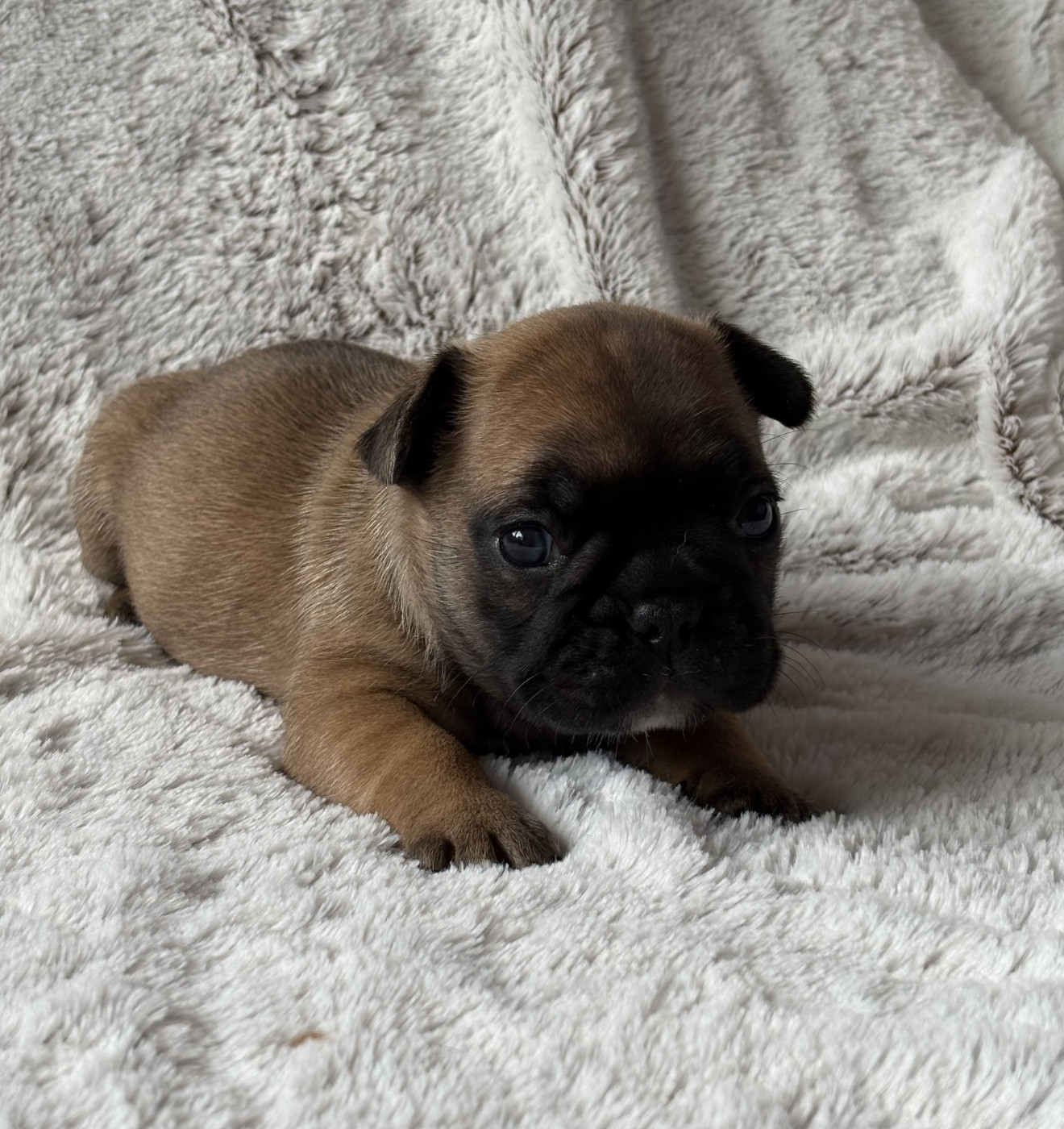 des Bulls Fourious - Chiots disponibles - Bouledogue français