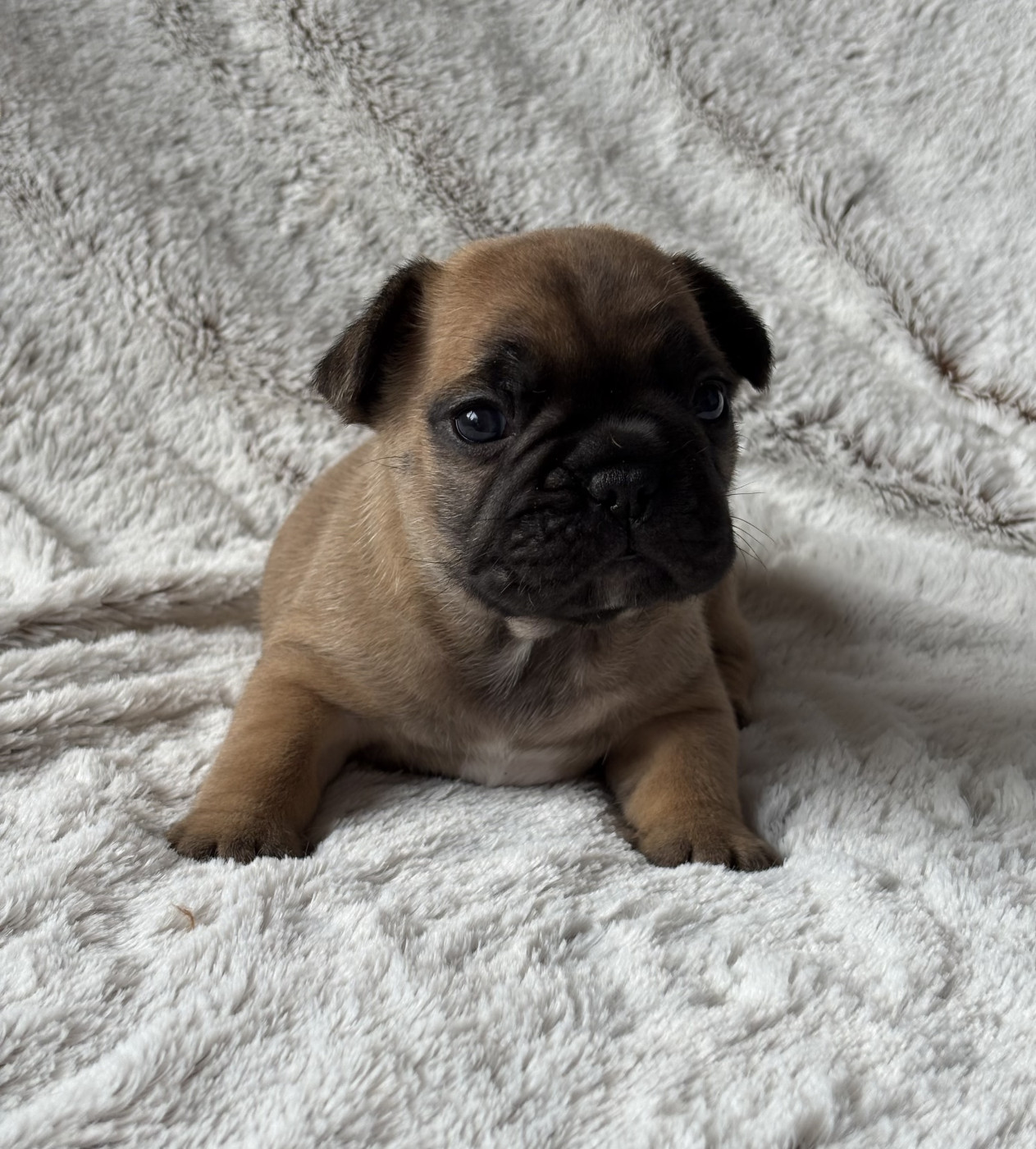 des Bulls Fourious - Chiots disponibles - Bouledogue français