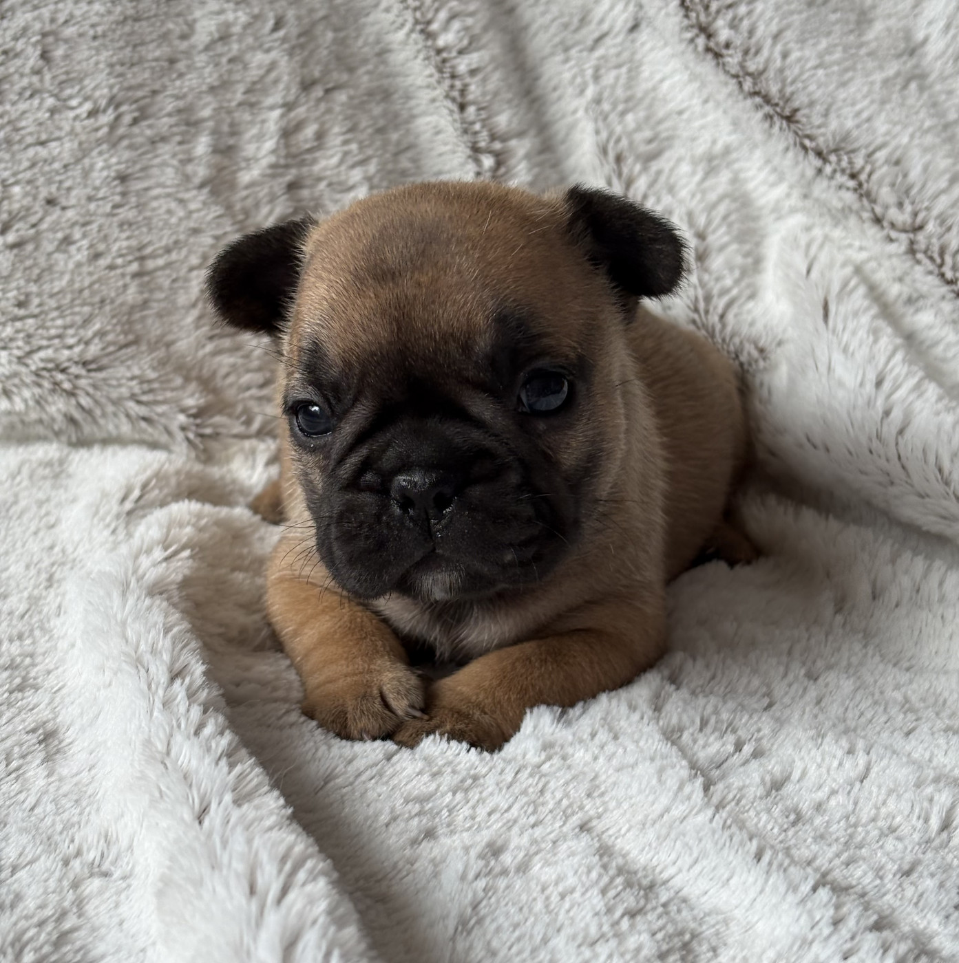des Bulls Fourious - Chiots disponibles - Bouledogue français