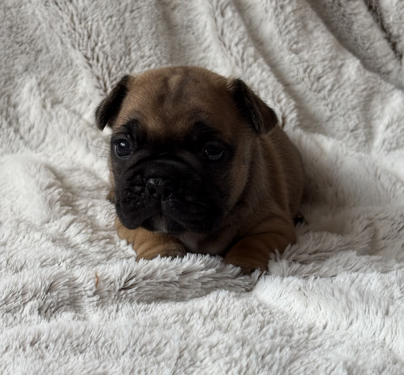des Bulls Fourious - Chiots disponibles - Bouledogue français
