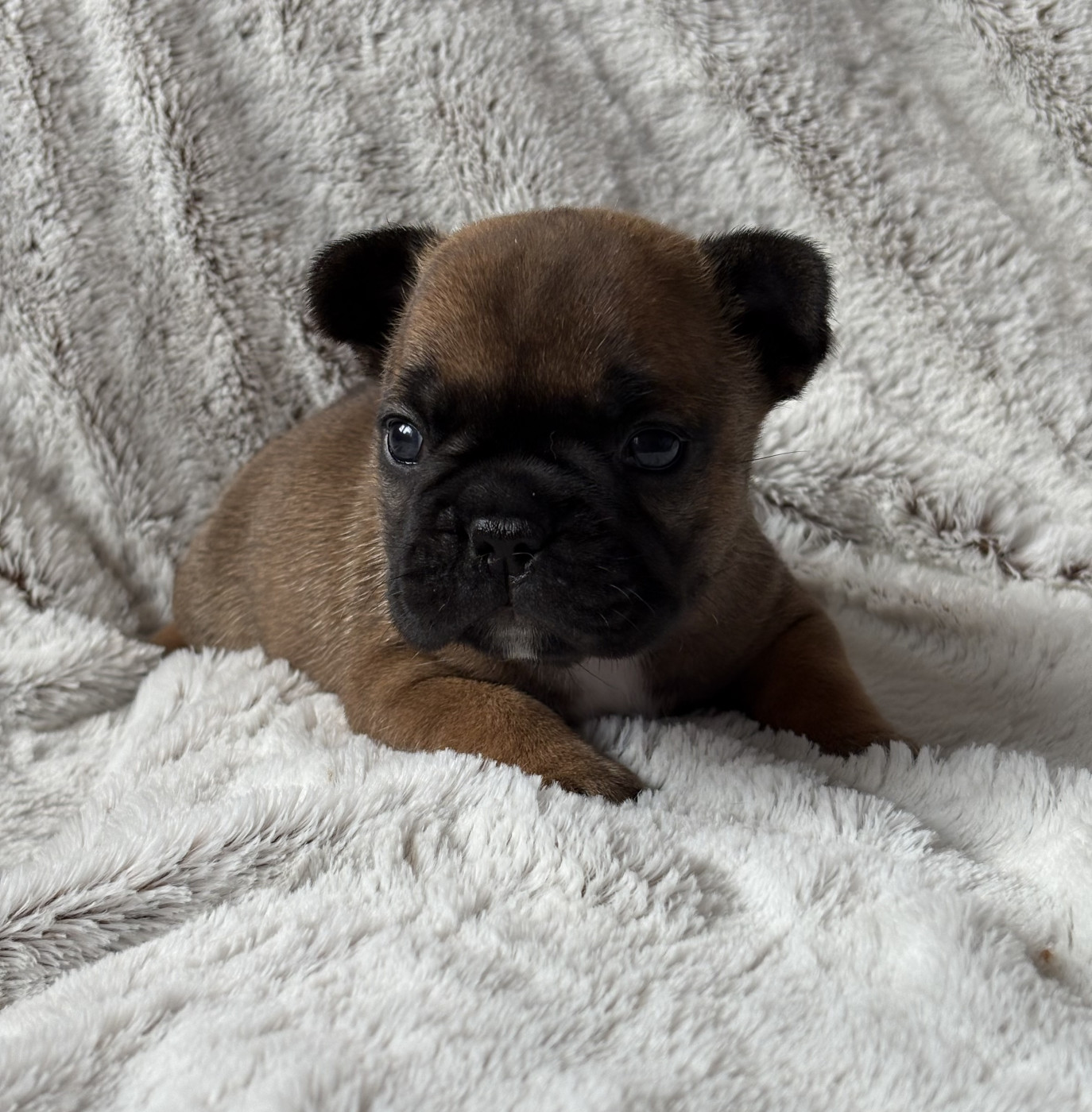 des Bulls Fourious - Chiots disponibles - Bouledogue français