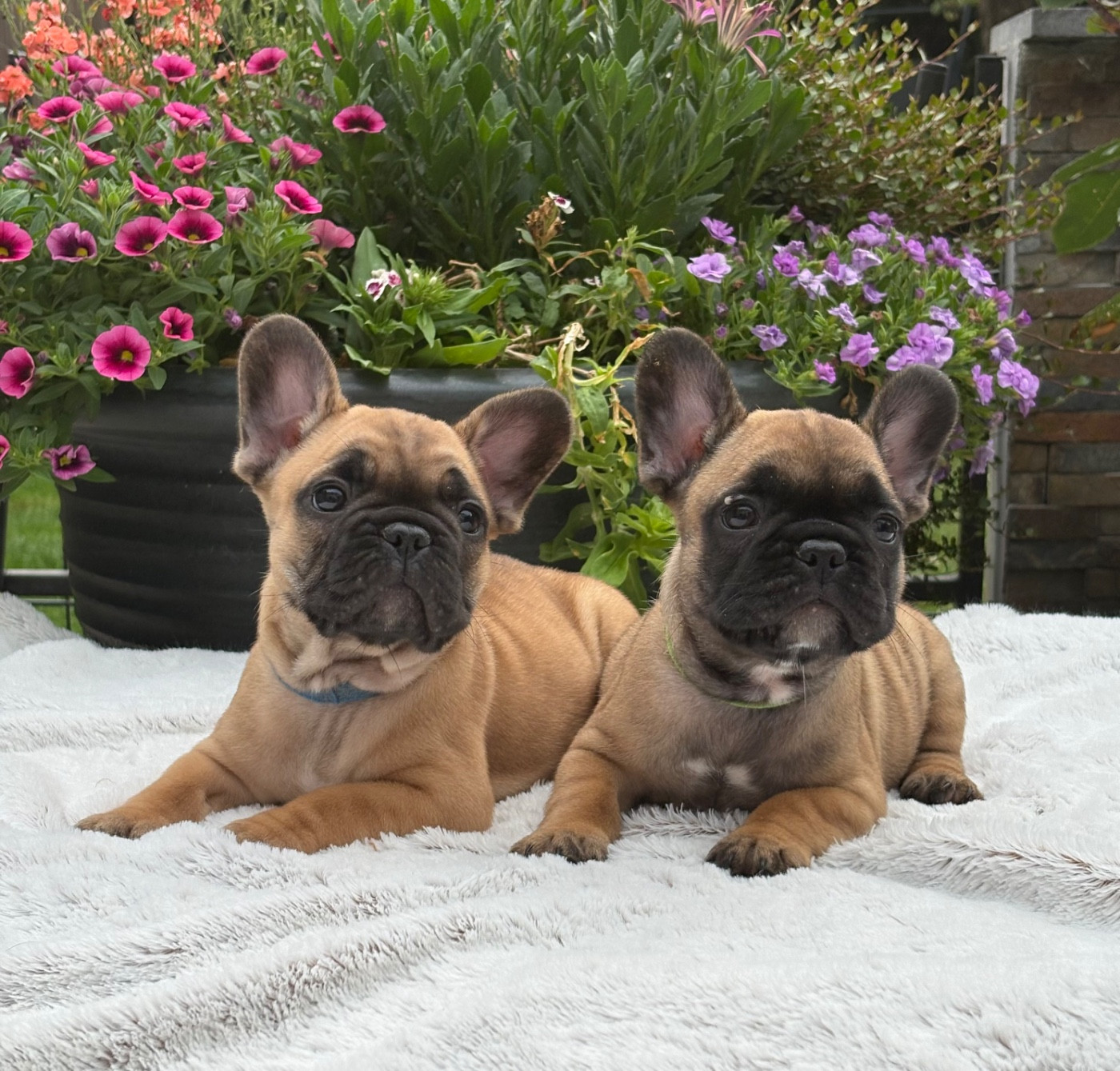 Chiot Bouledogue français des Bulls Fourious