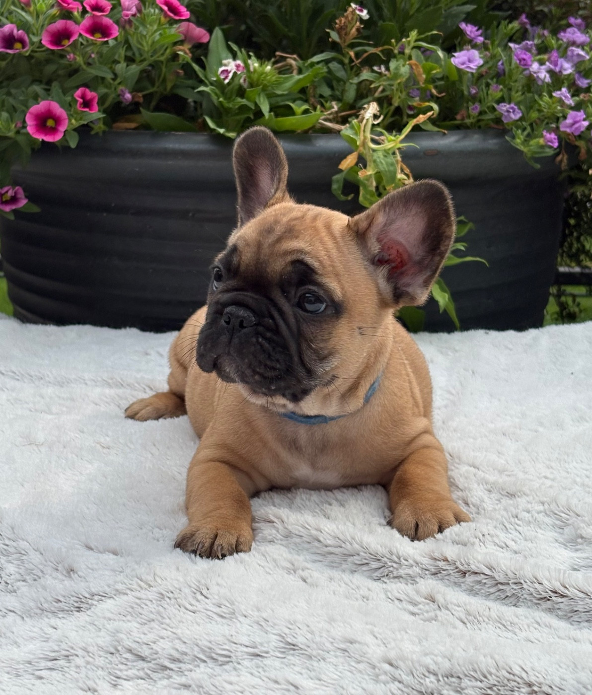 des Bulls Fourious - Chiots disponibles - Bouledogue français
