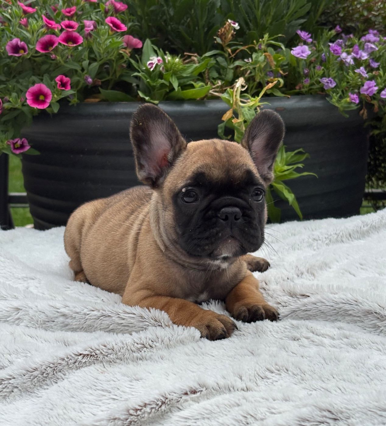 des Bulls Fourious - Chiots disponibles - Bouledogue français