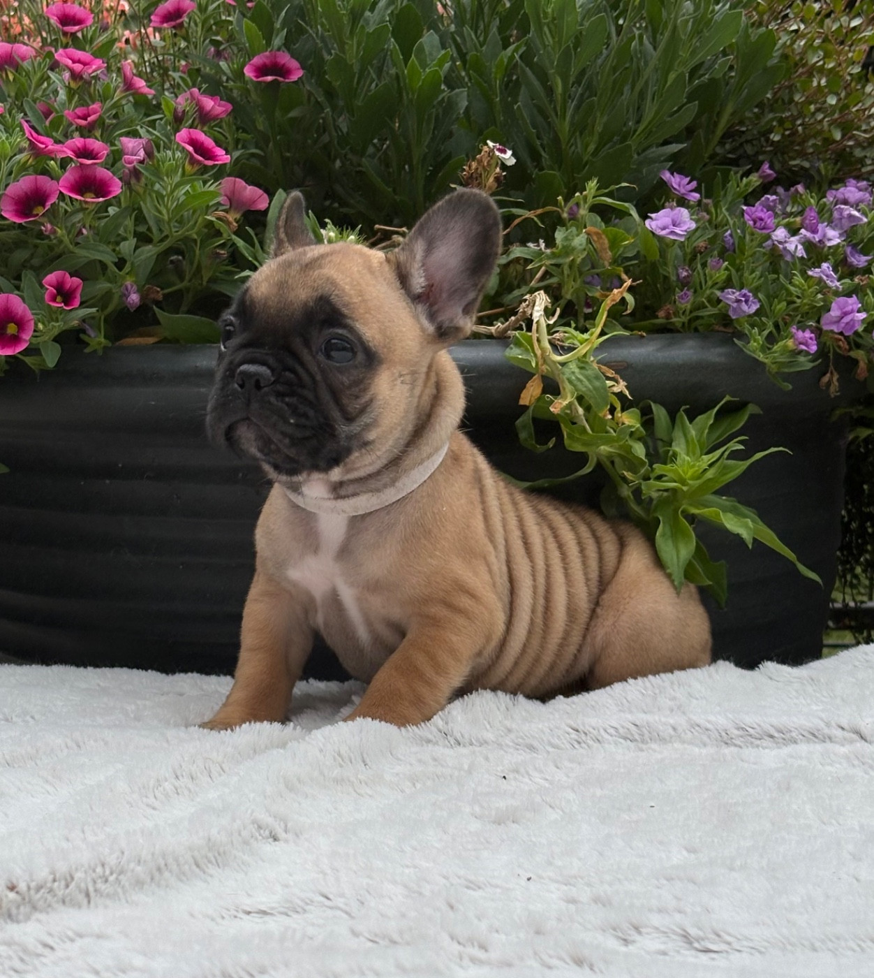 des Bulls Fourious - Chiots disponibles - Bouledogue français