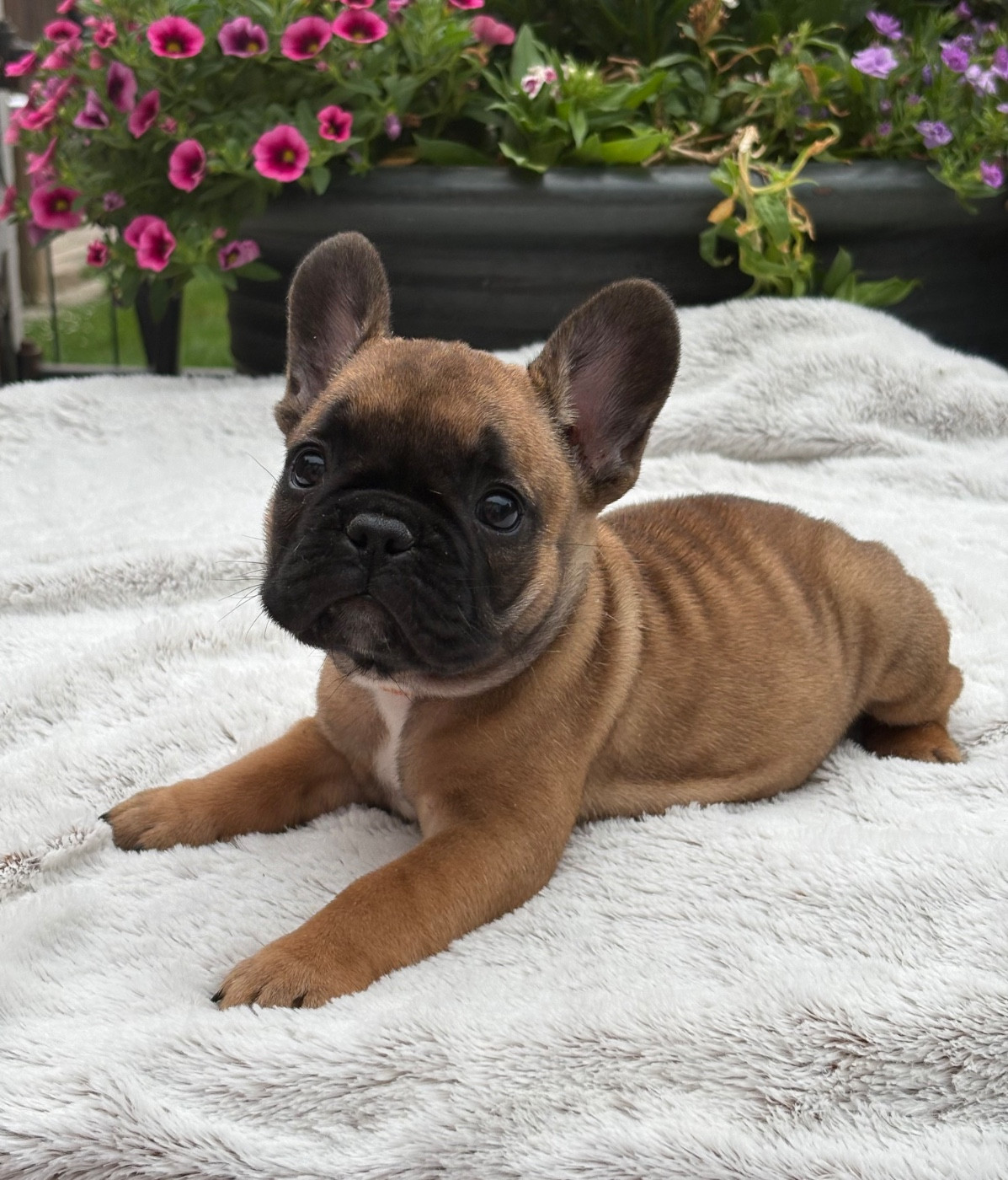 des Bulls Fourious - Chiots disponibles - Bouledogue français