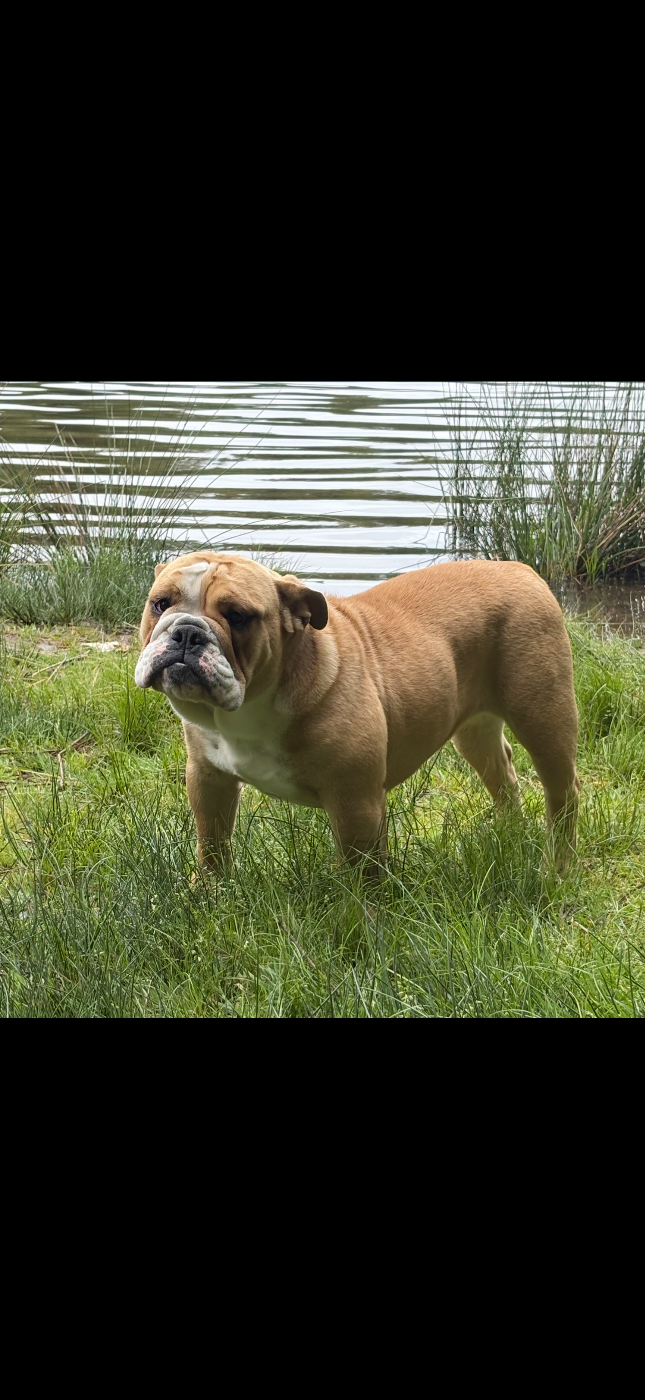 des Bulls Fourious - Chiots disponibles - Bulldog Anglais