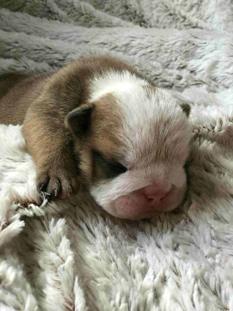 des Bulls Fourious - Chiots disponibles - Bulldog Anglais