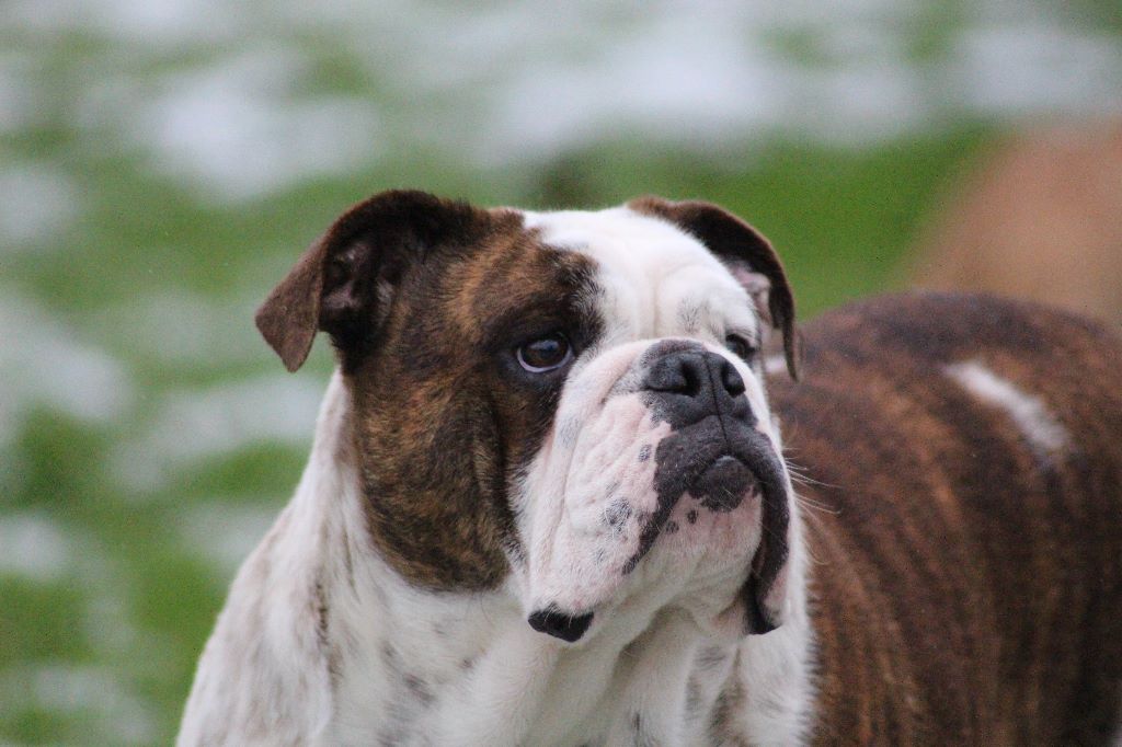 des Bulls Fourious - Bulldog Anglais - Portée née le 05/02/2018