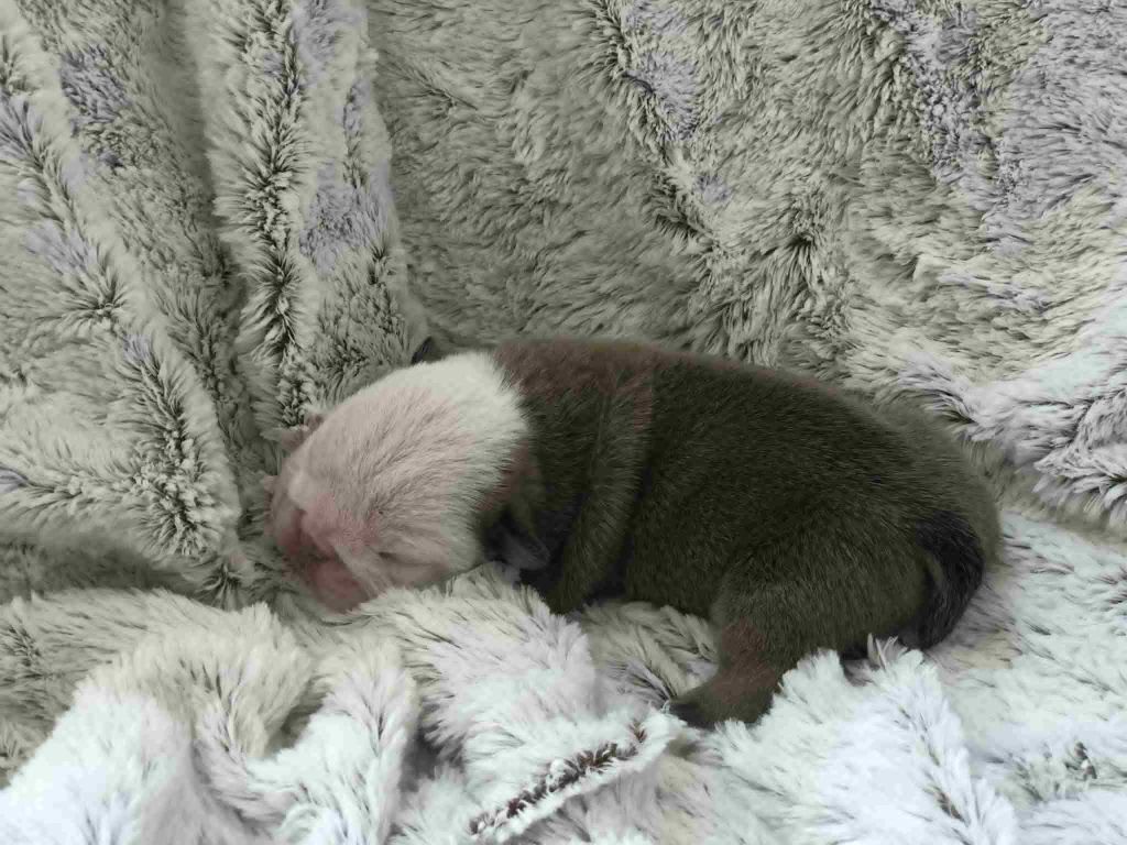 des Bulls Fourious - Chiots disponibles - Bulldog Anglais