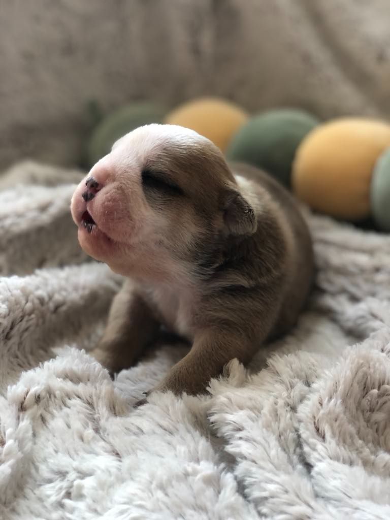 des Bulls Fourious - Chiots disponibles - Bulldog Anglais
