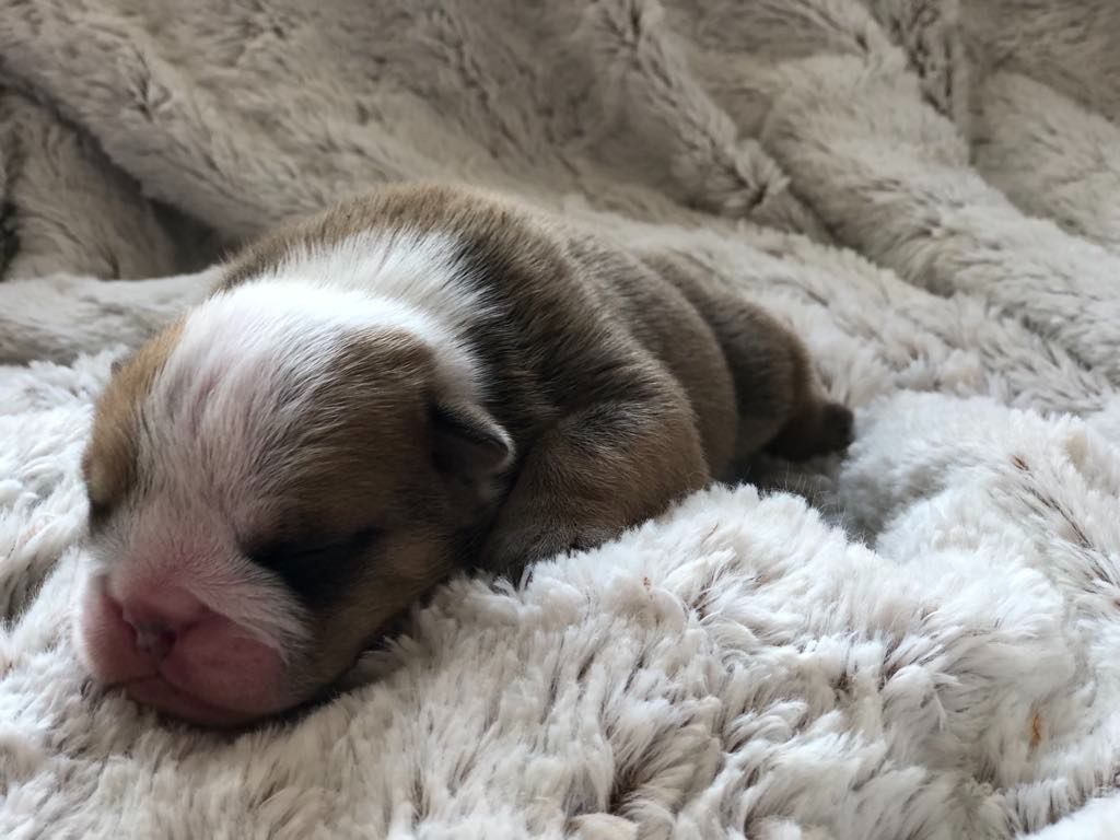 des Bulls Fourious - Chiots disponibles - Bulldog Anglais