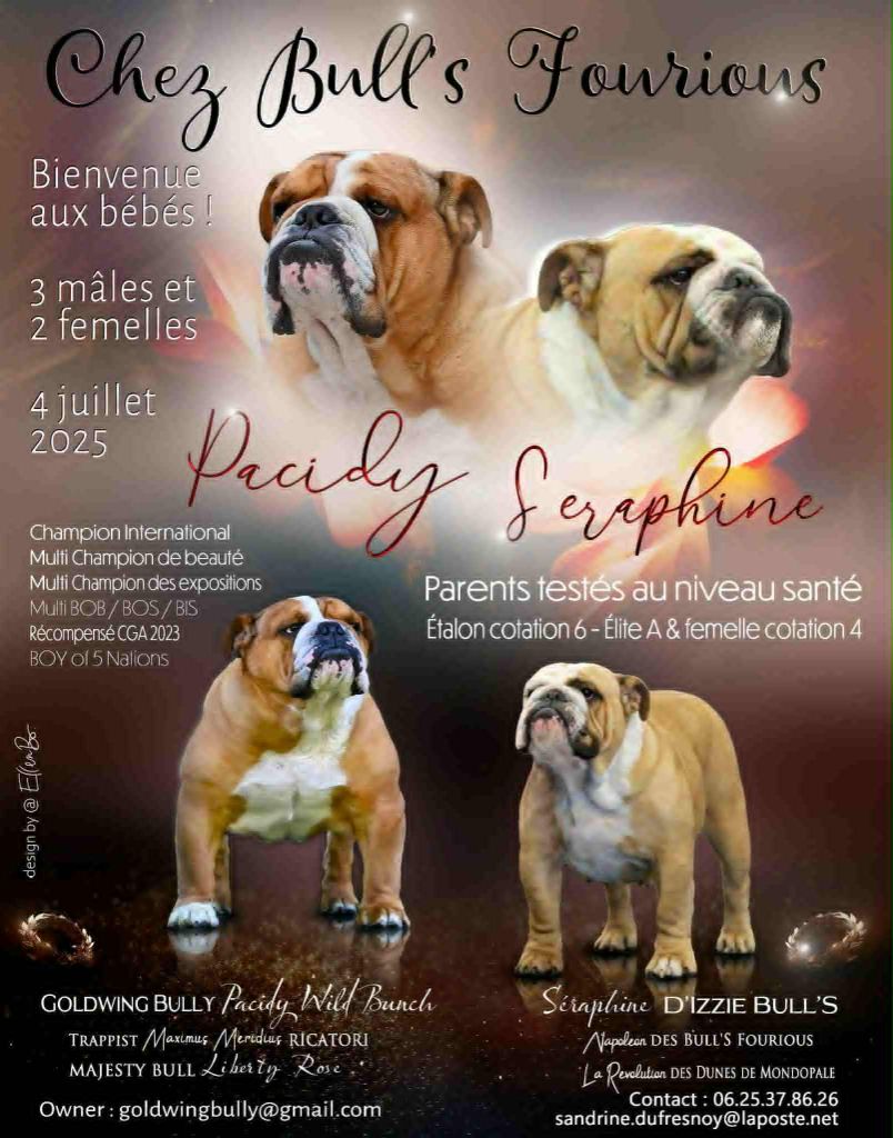 Chiot Bulldog Anglais des Bulls Fourious
