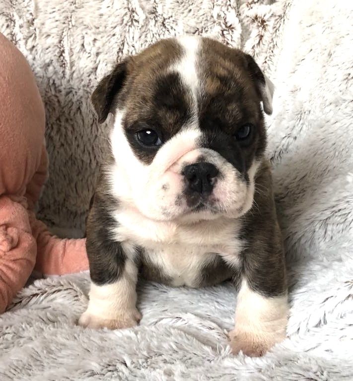 des Bulls Fourious - Bulldog Anglais - Portée née le 14/08/2024