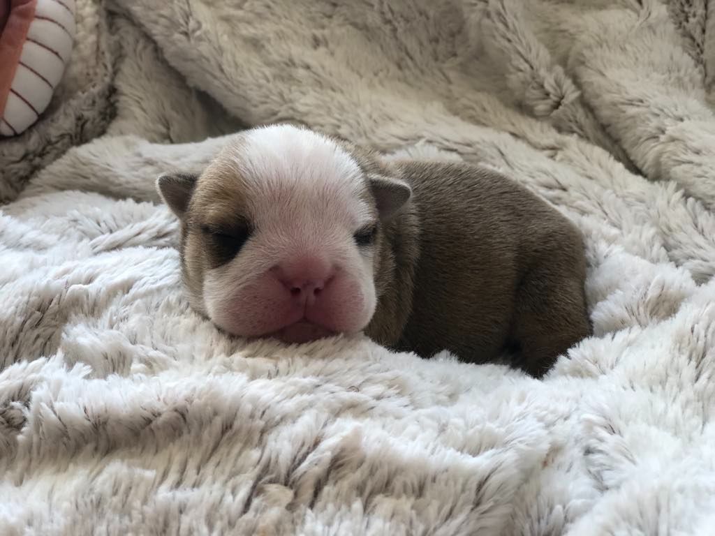 des Bulls Fourious - Chiots disponibles - Bulldog Anglais